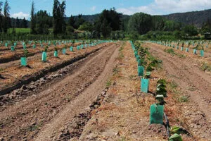 Correx Tree Grow Tubes