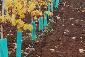 Plastic Tree Protectors