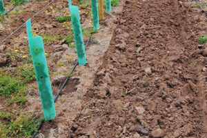 Twinwall Plastic Tree Tubes